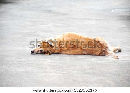 Adorable Golden retriever lay down on grey cement texture, backside view with face of adult dog look at photographer, relaxing pet at home isolated background