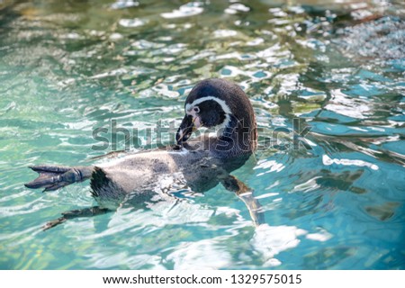 Close up swimming penguins at the sea. Wildlife animals concept