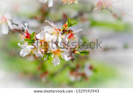Close up almond flowers with the BEE on it