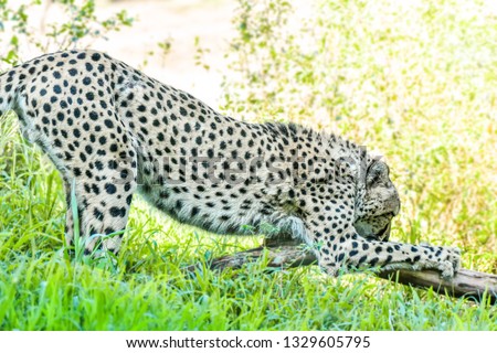 Funny Cheetah on green grass ,photo blurred.