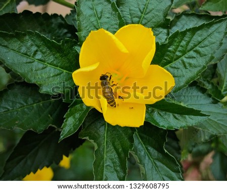 Bee is searching for food on yellow flowers.