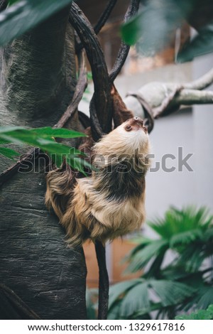 A climbing sloth