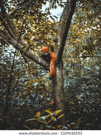 Red Panda, Sichuan, China