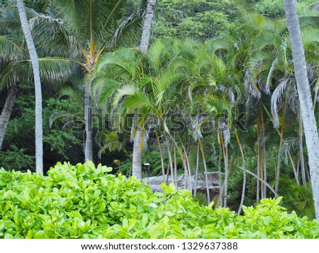 tropical jungle palm tree Oahu Island