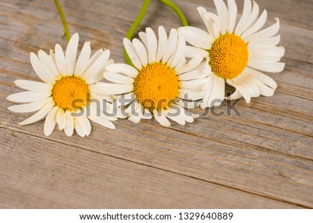 camomile flowers on rustic wooden planks