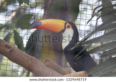 toucan beautiful bird