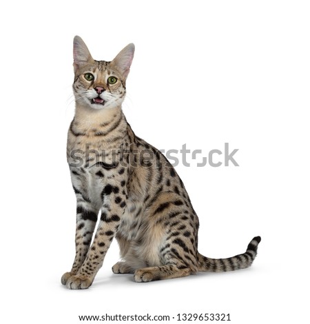 Cool young adult Savannah F1 cat, sitting side ways. Looking beside camera with green eyes. Tail behind body. Isolated on white background. Mouth open, panting , showing tongue.