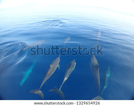 Dolphin swim / tour  in Kokopo town with hundreds of spinner dolphins . Papua New Guinea, East New britain Dolphin experience Royalty-Free Stock Photo #1329654926