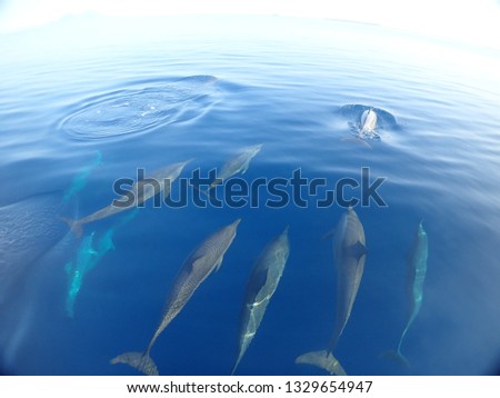 Dolphin swim / tour  in Kokopo town with hundreds of spinner dolphins . Papua New Guinea, East New britain Dolphin experience Royalty-Free Stock Photo #1329654947