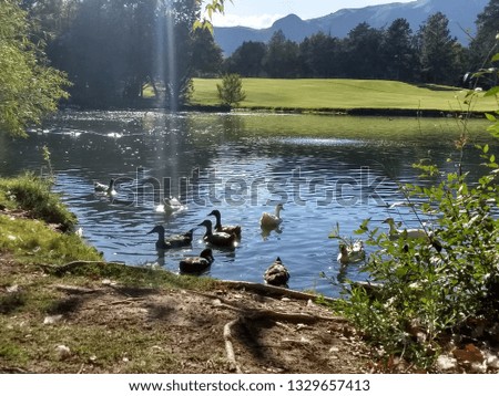 Ducks on a pond by the mountains