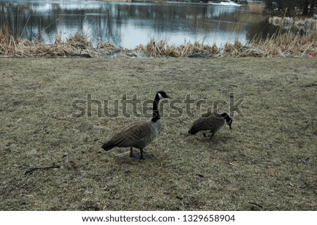 Canadian Geese in Central Park