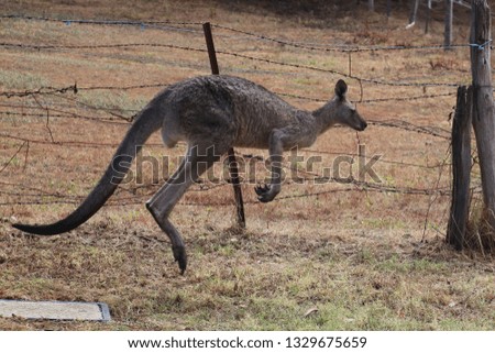 kangaroo hopping to get away 