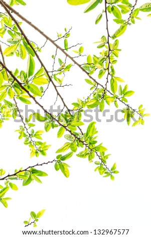 fresh tropical green spring leaves pattern texture foliage frame decoration foliage isolated with empty space white background.summertime,ecology concept,organic herb healthy  natural product design.