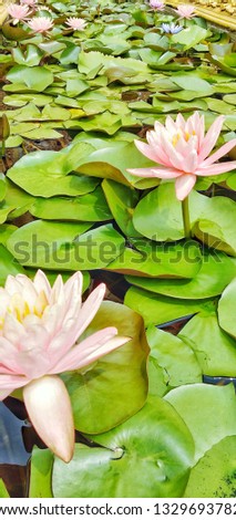 There are many beautiful lotus flowers, a variety of colors that bloom in the clear water pool used to create a background image.