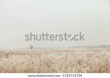Frost on a grass. Russian provincial natural landscape in gloomy weather. Toned.
