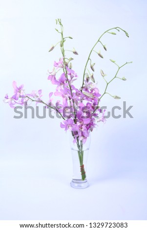 beautiful orchid flowers, isolated on white background