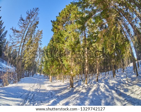 in the fir forest. winter