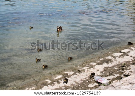 A picture of a mother duck and ducklings