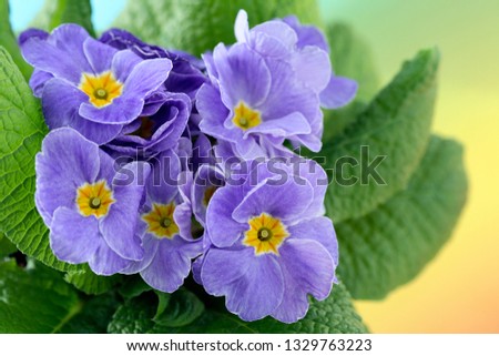 close-up of blue primula on yellow background