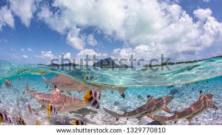 Black Tips Sharks in Bora Bora