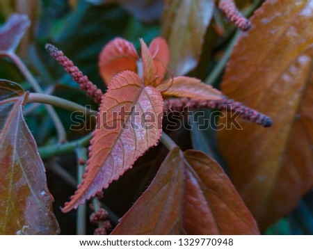 Fresh red leaves closeup