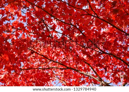 red maple leaves in autumn background, serene moment under the tree and clear blue sky