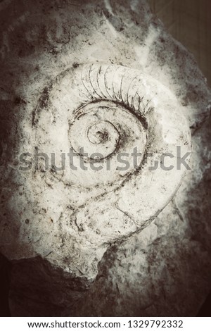 Extinct fossilized prehistoric spiral snail(Ammonites or Ammonoidea) in limestone from Jurassic Period.