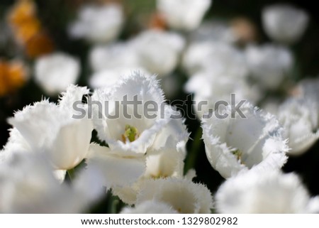 Flowers of white tulips on a green background, the image looks like a pattern