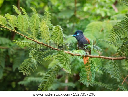 Male African Paradise Flycatcher 
