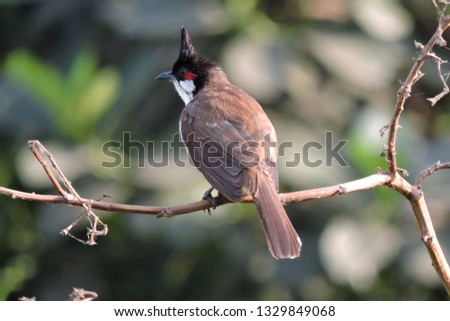 'Bird in Nature'. A Red-whiskered Bulbul wonderful bird is in the natural environment. Birds are singing in spring in naure which enhance natural beauty.