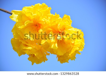 
Beautiful yellow flowers On the day the sky is bright blue, (Cochlospermum religiosum) Royalty-Free Stock Photo #1329863528