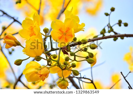 
Beautiful yellow flowers On the day the sky is bright blue, (Cochlospermum religiosum) Royalty-Free Stock Photo #1329863549