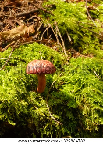 Little mushroom in the forest, springs is coming. Brown mushroom growing in the woods