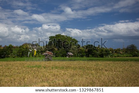 paddy field Bali