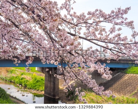 Cherry blossoms by the water with a bridge in the background
