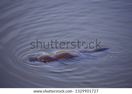 Platypus floating in a wild in Australia