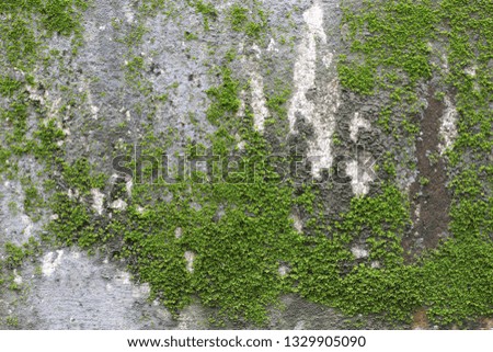 background texture: the surface of old concrete slab covered with moss or algae Royalty-Free Stock Photo #1329905090