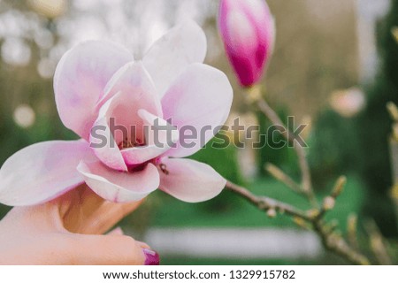It's spring. Pink Magnolia flower. The girl's hand touches the flower. Green background.