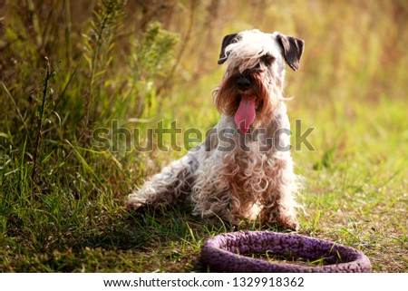 The Cesky Terrier in the spring Royalty-Free Stock Photo #1329918362