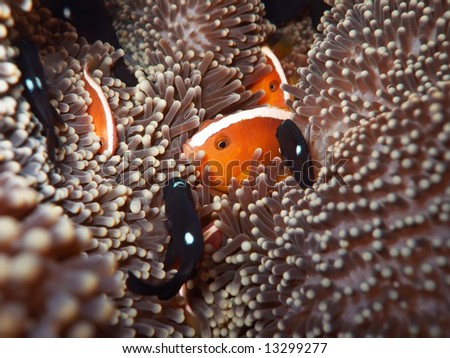 Anemone and Clownfishes close-up.
