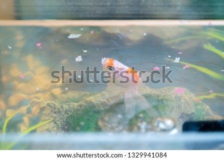 Feeding goldfish in the aquarium at home. Fish rock and plants in the background
