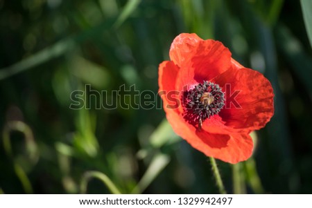 red poppy flower blossom