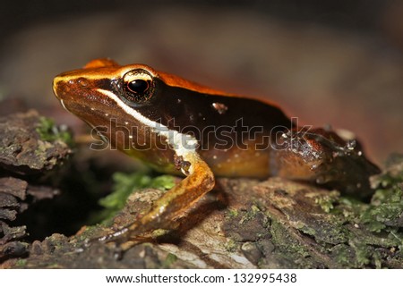 Mantidactylus opiparis (menopleura) mimics a poisonous mantella or dart frog in Ranomafana, Madagascar.