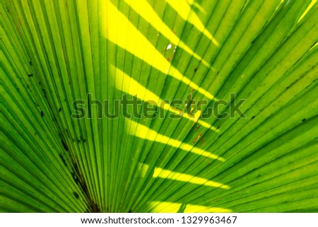 Natural background of palm leaf was taken in close up detail and intentionally blurred in some parts.