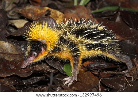 Lowland Streaked Tenrec (Hemicentetes semispinosus) in a defensive posture in the rainforest of Ranomafana, Madagascar.  It is endemic to Madagascar.