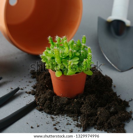 Spring gardening. Planting indoor succulent plant dragon fruit. Succulent, cactus plant. Garden tools, gray background with copy space.