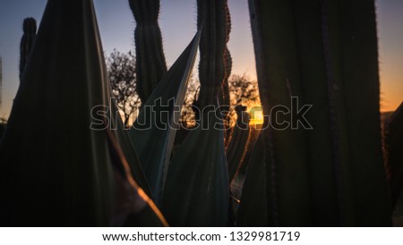 Namibia Sunset Palms Cactus