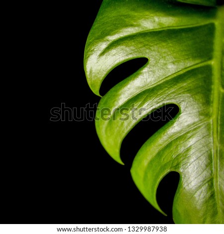 Monstera leaf on black background with place for text. Close-up of tropical plant leaf.