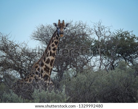 Giraffe in Africa Namibia