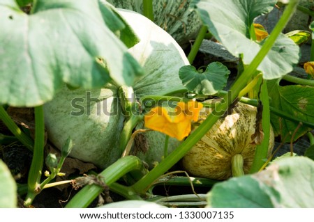 young green pumpkin in the vegetable garden